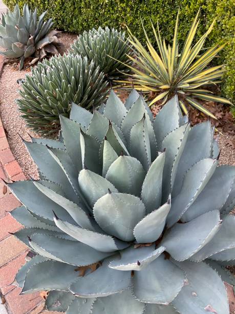 istock Succulent plants backgrounds Texas cactus 1294093188