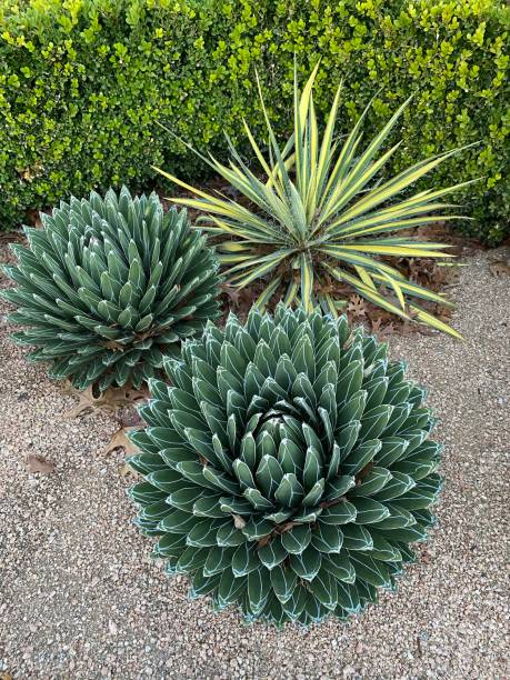 istock Succulents background cactus green plants 1294093192