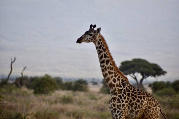 istock Giraffe at Dusk in Foreground, Kenya 1294094006