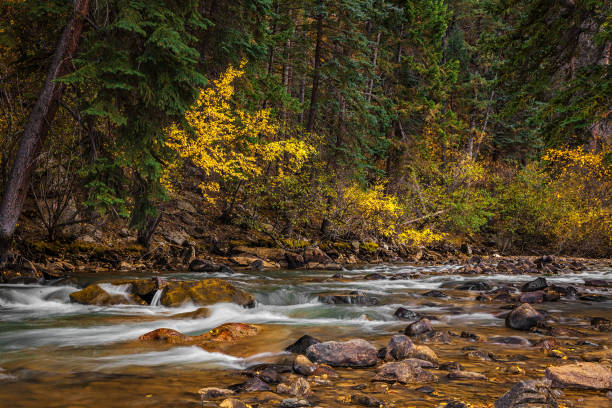 istock River in the woods at autumn 1294094933