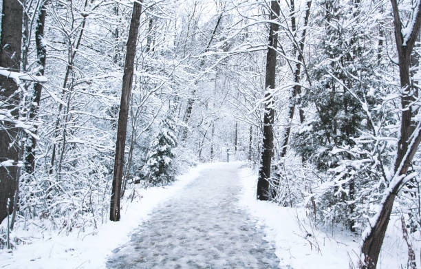 eine verschneite szene in einem toronto park - winter landscape canada branch stock-fotos und bilder