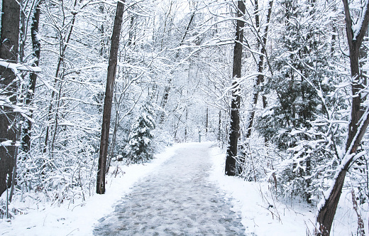 Una escena nevada en un parque de Toronto photo