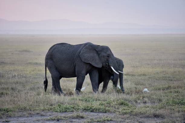 istock African Elephants Walking in Early Evening 1294095567