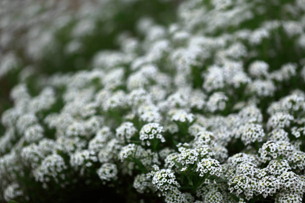istock Alyssum Backgrounds Close-up Flower Small Softness White 1294095568