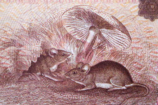 Rats from Chinese money - yuan