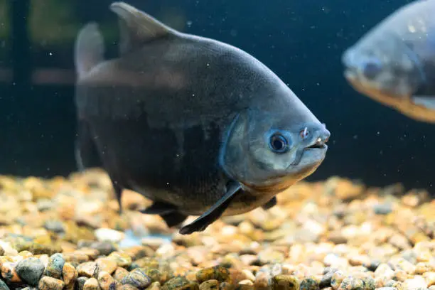 Photo of A school of red pacu piranha fish swims in the aquarium. Predatory fish.