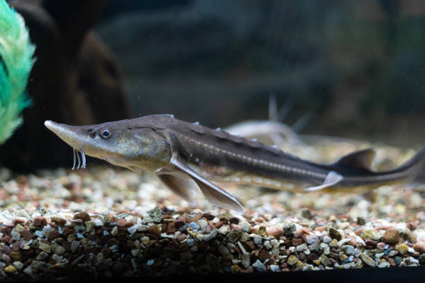 underwater photo of a Russian sturgeon Scientific name: Acipenser gueldenstaedtii - Type: Chordata - Class: Osteichthyes bony fish - Order: Acipenseriformes underwater photo of a Russian sturgeon Scientific name: Acipenser gueldenstaedtii - Type: Chordata - Class: Osteichthyes bony fish - Order: Acipenseriformes - Family: Acipenseridae roe river stock pictures, royalty-free photos & images