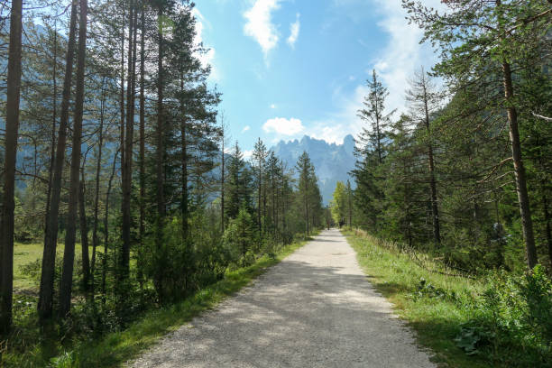 strudelkopf - uma estrada larga de cascalho em dolomitas italianas, levando através de uma floresta em direção ao vale. uma visão idílica - val pusteria - fotografias e filmes do acervo