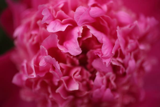 istock Beautiful blooming pink peony flower close up 1294102771