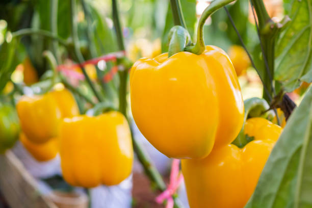 planta de pimentão amarelo crescendo em jardim orgânico - pepper bell pepper growth ripe - fotografias e filmes do acervo