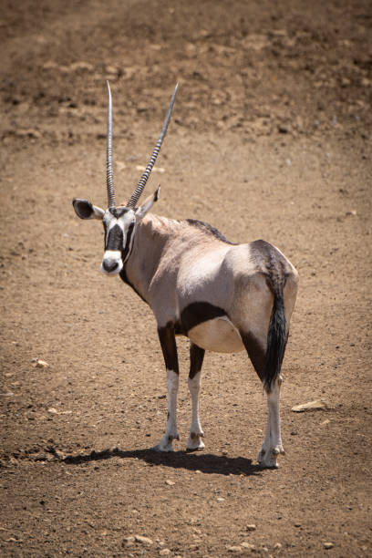 istock Gemsbok stands on rocky ground looking back 1294105061
