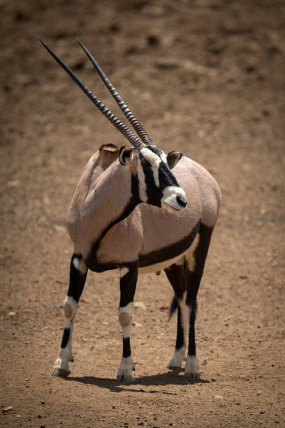 istock Gemsbok stands on rocky ground turning head 1294105591