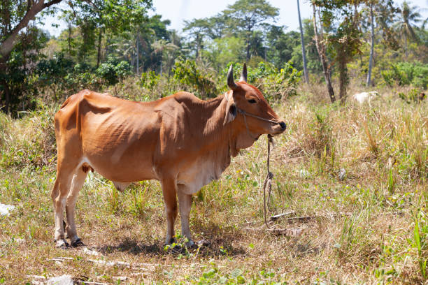 Portrait of a cow on the field stock photo