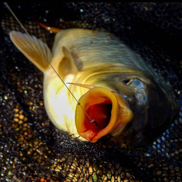 istock fish head caught on a hook, carp close-up 1294108645