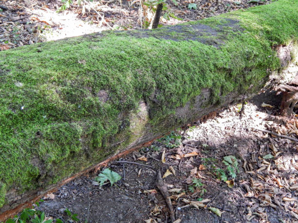istock moss on an old tree, in a summer forest 1294108660