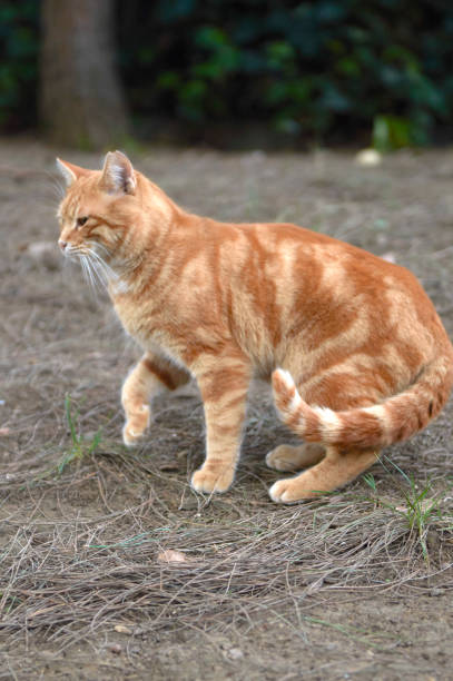istock Cute Cat in the garden 1294109799