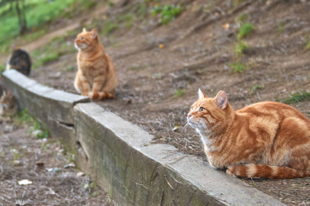 istock Cats in the garden 1294109808