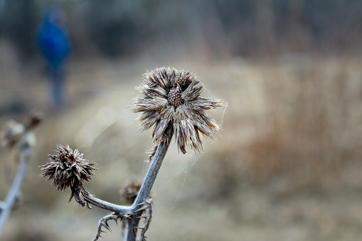 Early spring, dry, gray thorn, thistle close-up in the meadow.