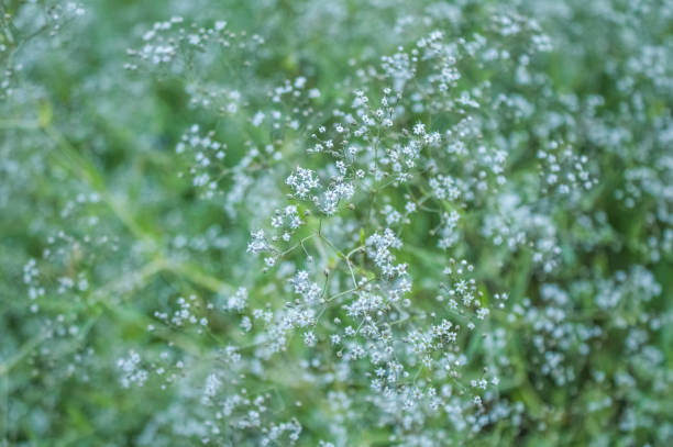 istock many, small white flowers growing on a bush, close-up. 1294111864