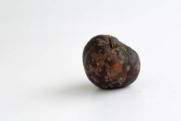istock Rotten red apple isolated on white background 1294113880