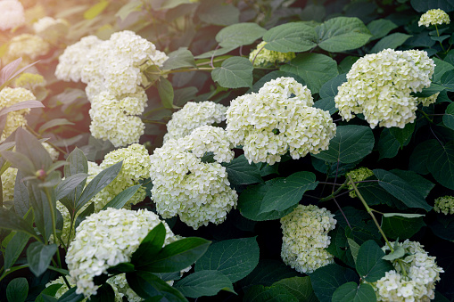 A bush made of many blooming white hydrangeas