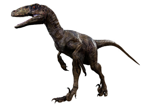 istock 3D illustration dinosaur Deinonychus Antirrhopus on white 1294115606