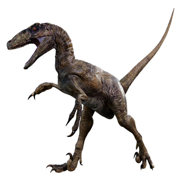 istock 3D illustration dinosaur Deinonychus Antirrhopus on white 1294115617