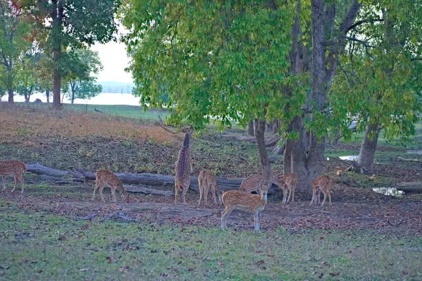 Photo of A herd of Spotted Deere where Male Deere standing on two legs and munching tree leaves