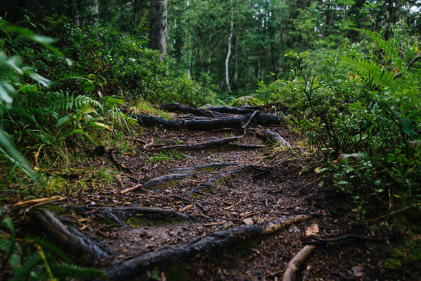 Forest dirt trail in green forest. Hiking in wild
