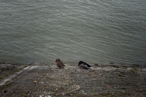 Ducks on the shore of Danube