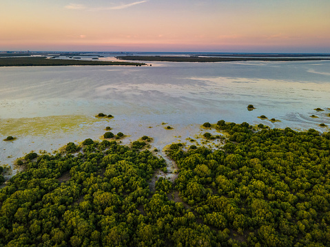 Sunset over Mangrove beach and forest in the desert of Umm al Quwain emirate of the United Arab Emirates. Nature aerial landscape with contrast between the sand and the water