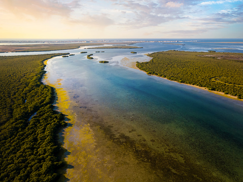 Mangrove beach and forest in the desert of Umm al Quwain emirate of the United Arab Emirates. Nature aerial landscape with contrast between the sand and the water