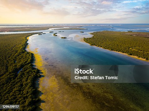 istock Mangrove beach and forest in Umm al Quwain emirate of the UAE 1294119117