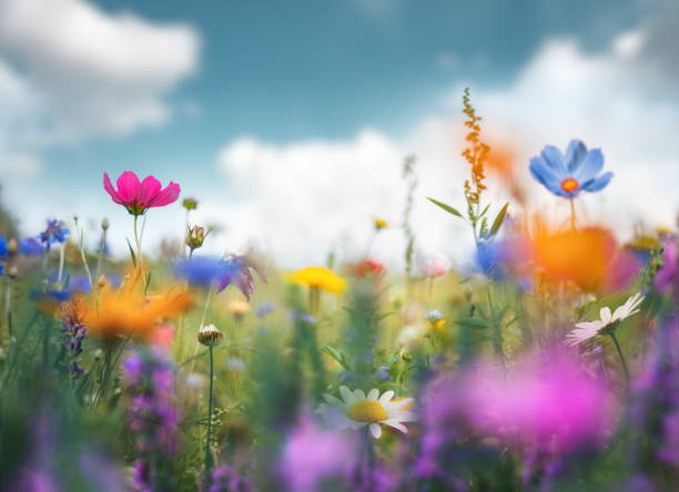 idyllische sommerwiese - cosmos flower daisy flower field stock-fotos und bilder