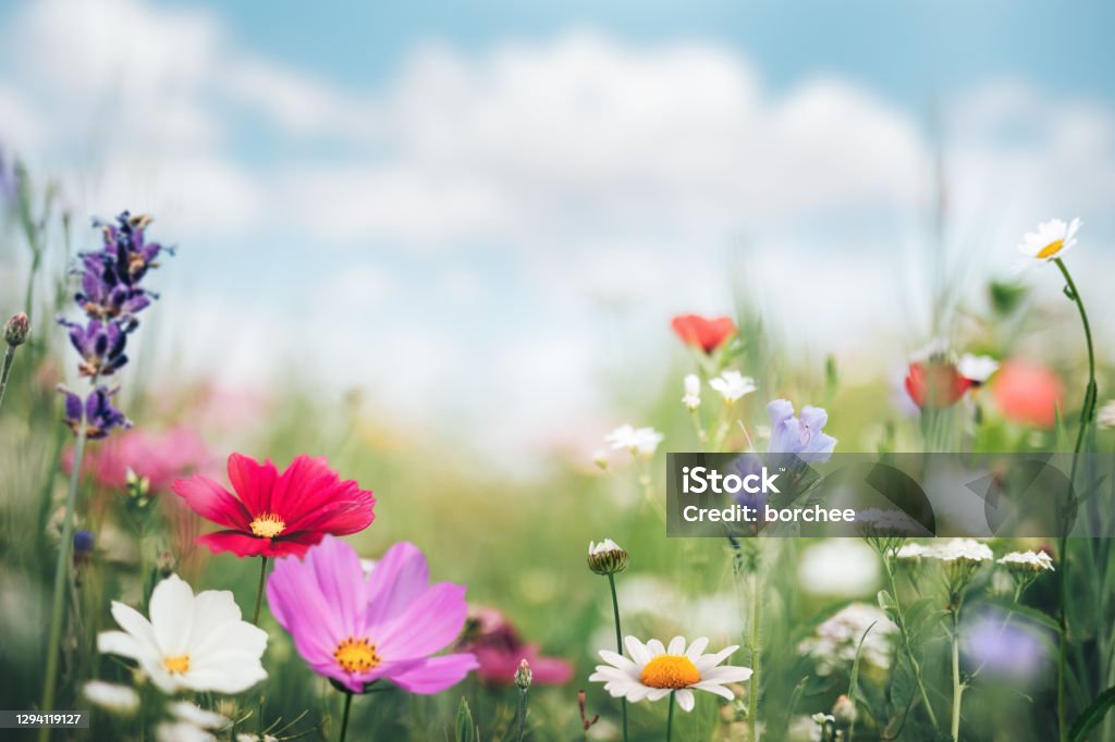 Pré coloré d’été - Photo de Fleur - Flore libre de droits