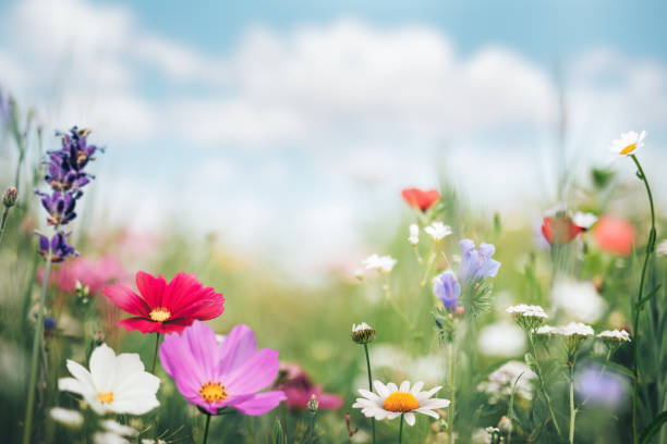 colorful summer meadow - flower bed flower daisy multi colored imagens e fotografias de stock