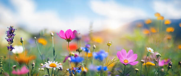 idyllic meadow - flor fotografías e imágenes de stock