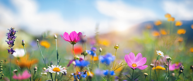 Cosmos flower., Blooming cosmos flowers., beautiful spring Cosmos flower background.