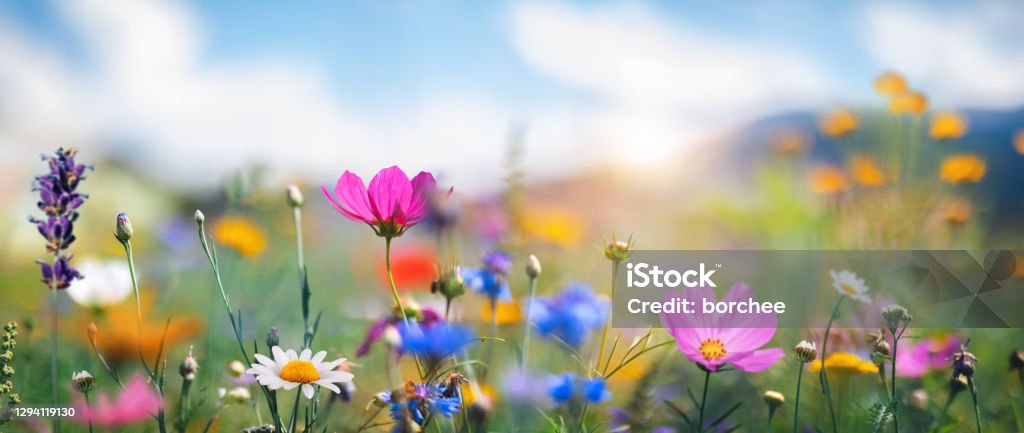 Idyllic Meadow Idyllic summer meadow on a beautiful sunny day. Flower Stock Photo