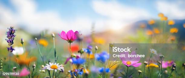 Idyllic Meadow Stock Photo - Download Image Now - Flower, Springtime, Backgrounds
