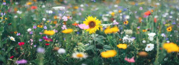 Summer meadow full of colorful flowers. Panoramic version.