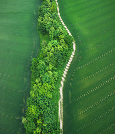 Idyllic country road through the wheat field in spring.