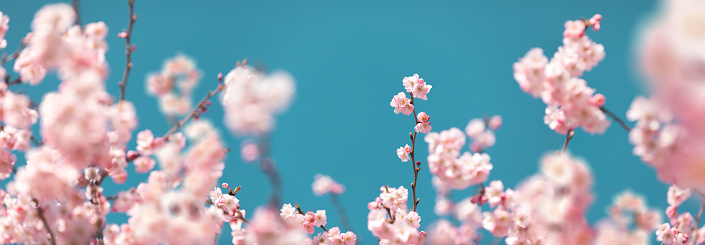 Panoramic spring background with pink cherry blossoms.