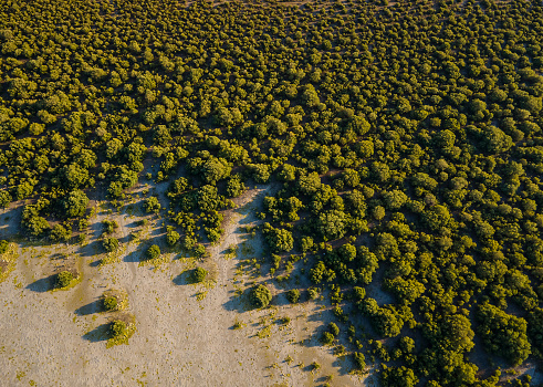 Mangrove beach and forest in the desert of Umm al Quwain emirate of the United Arab Emirates. Nature aerial landscape with contrast between the sand and the water