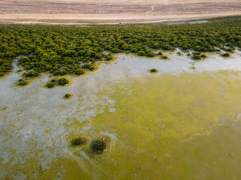 Mangrove beach and forest in the desert of Umm al Quwain emirate of the United Arab Emirates. Nature aerial landscape with contrast between the sand and the water