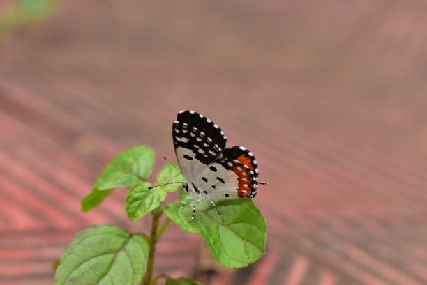 istock Beautiful butterfly sitting on the leaves 1294120775