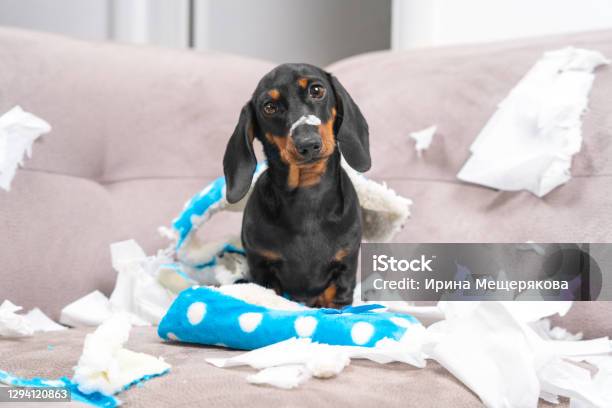 Mess Dachshund Puppy Was Left At Home Alone Started Making A Mess Pet Tore Up Furniture And Chews Home Slipper Of Owner Baby Dog Is Sitting In The Middle Of Chaos Gnawed Clothes Looks Piteously Stock Photo - Download Image Now