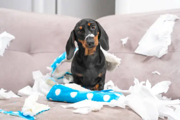 Photo of Mess dachshund puppy was left at home alone,  started making a mess. Pet tore up furniture and chews home slipper of owner. Baby dog is sitting in the middle of chaos, gnawed clothes, looks piteously