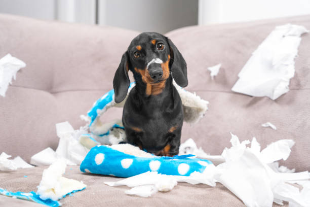 mess dachshund puppy was left at home alone,  started making a mess. pet tore up furniture and chews home slipper of owner. baby dog is sitting in the middle of chaos, gnawed clothes, looks piteously - destruição imagens e fotografias de stock