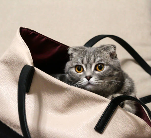 istock Cat sitting in a bag on a light background. 1294120923